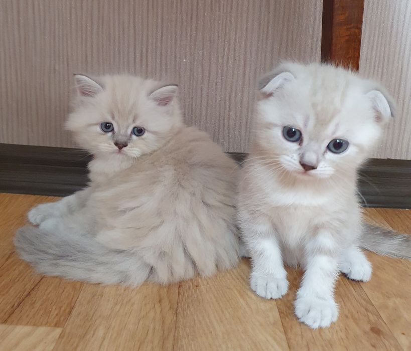 Шотландські кошенята