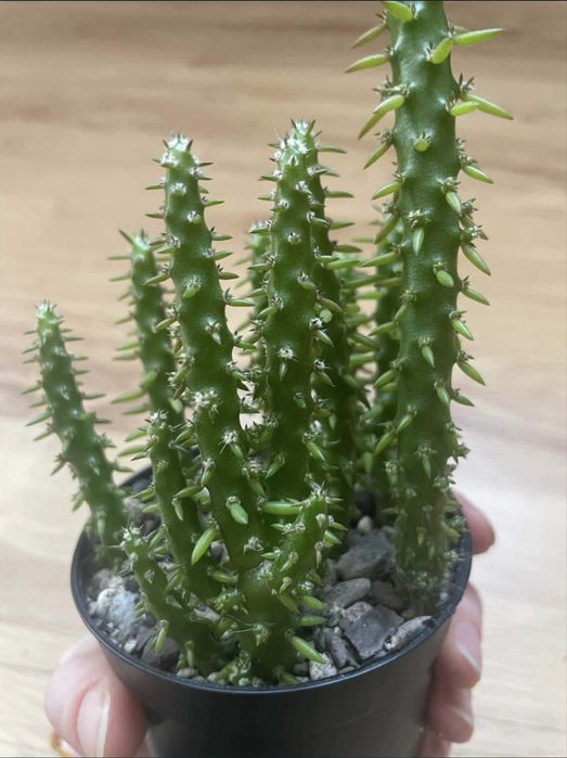 Kaktus austrocylindropuntia subulata*POLECAM*