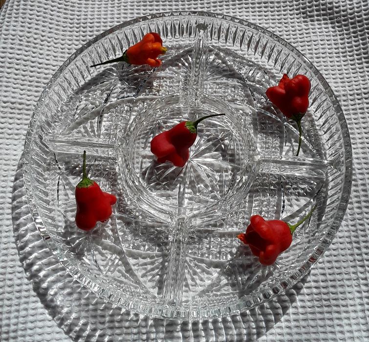 Prato em vidro para aperitivos com 5 divisórias, novo!