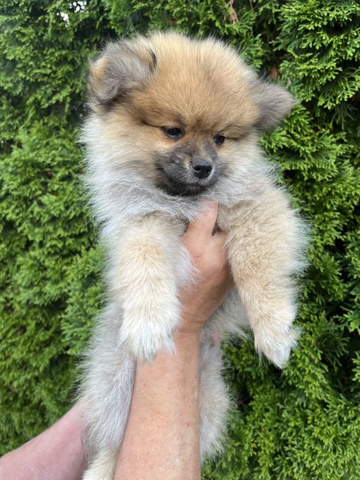 Szpic Pomeranian - Doris