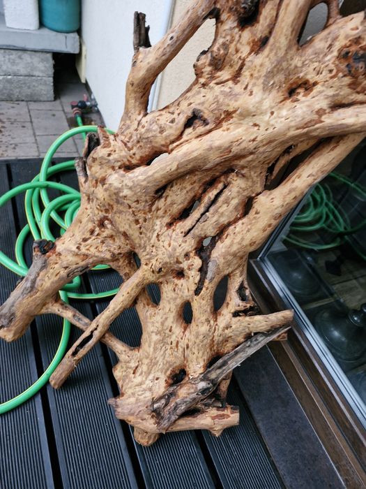 Korzeń do akwarium lub terrarium  z drewna bukowego