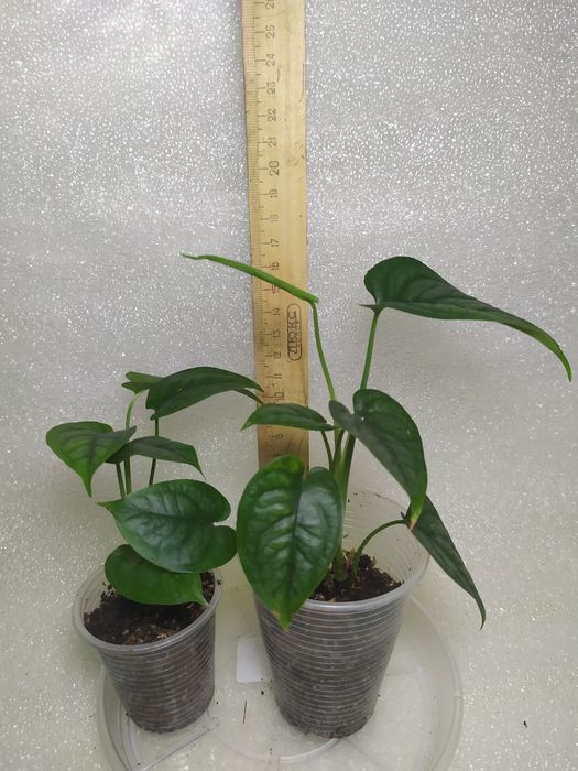 Монстера тайське сузір'я, Сильтепекана, адансона