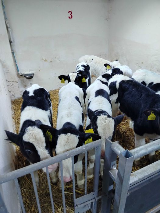 Byczki byczek ciele cielaki HF