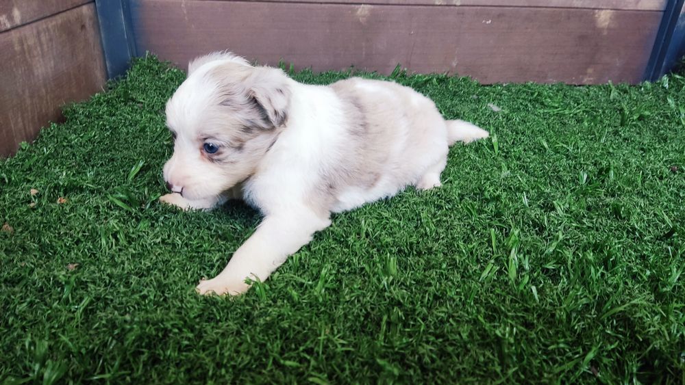 Cachorro border collie