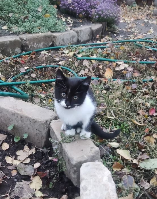 Отдам бесплатно девочку