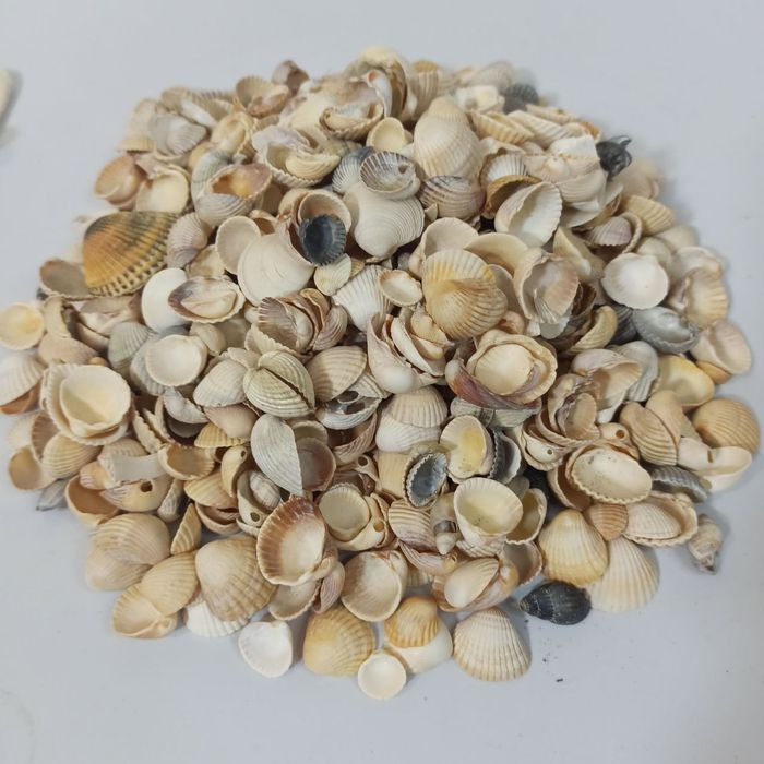 Ракушки з Азовського моря 200грн