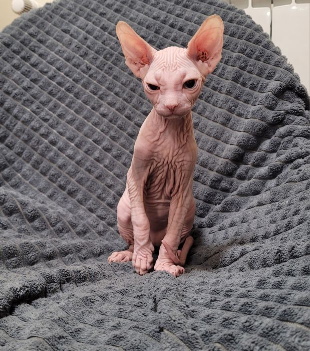 Sphynx olhos azuis