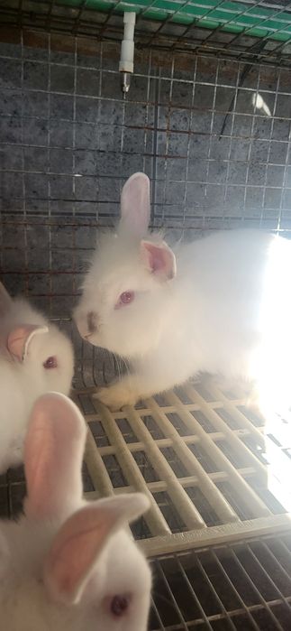 Coelhos Anões brancos