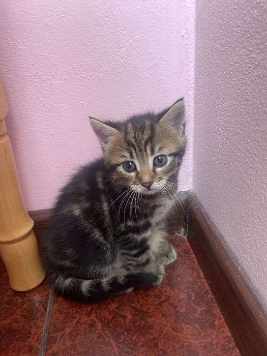Віддам котика для відповідальних людей