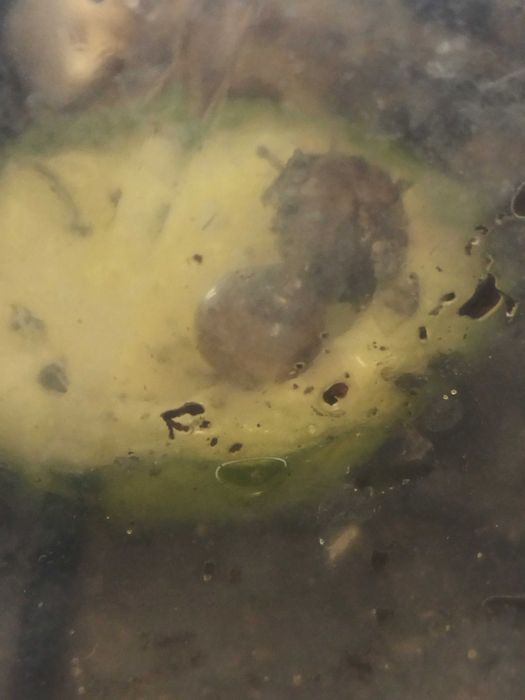 Підлітки ахатіна фуліка (achatina fulica) равлики