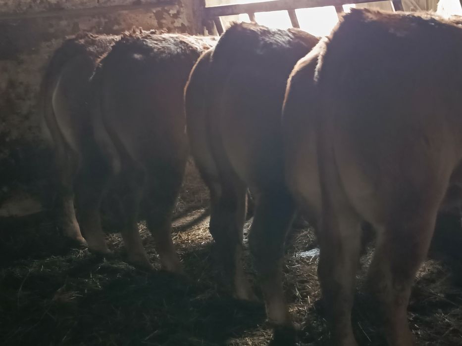Sprzedam jałówki cielne 4 sztuki