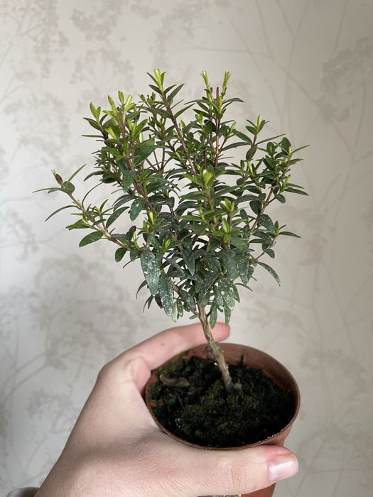 Мірт бонсай сформований