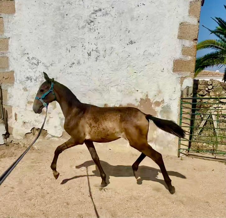 Animais lusitanos puros