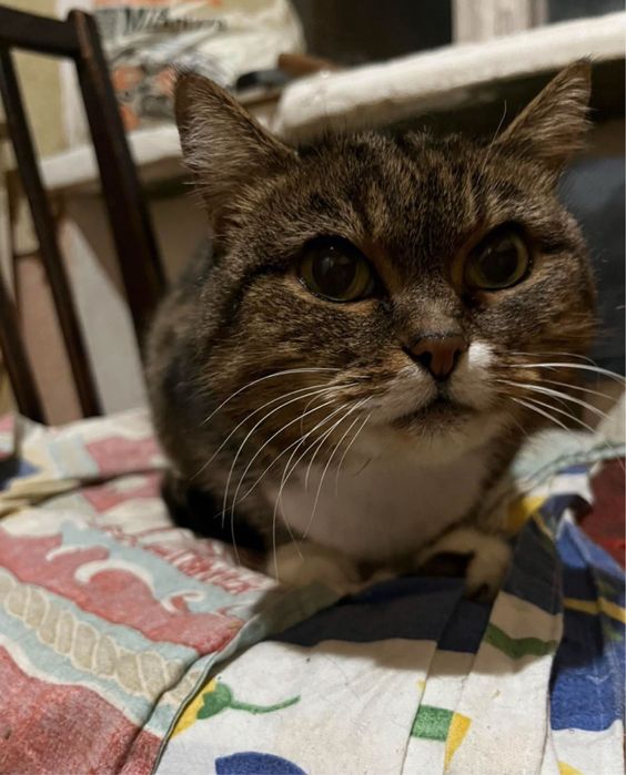 Кицька котик безкоштовно