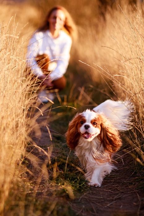 Кобель Кавалер Кінг Чарльз Спаніель для в'язки