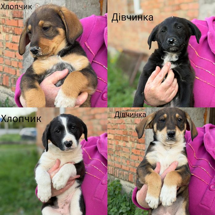 Цуценя, песик, собака