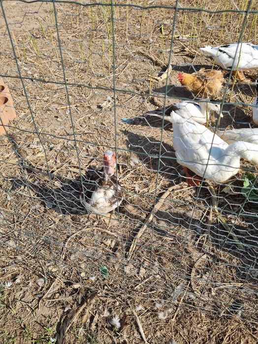 ¹a venda patos e galinhas e garnizas