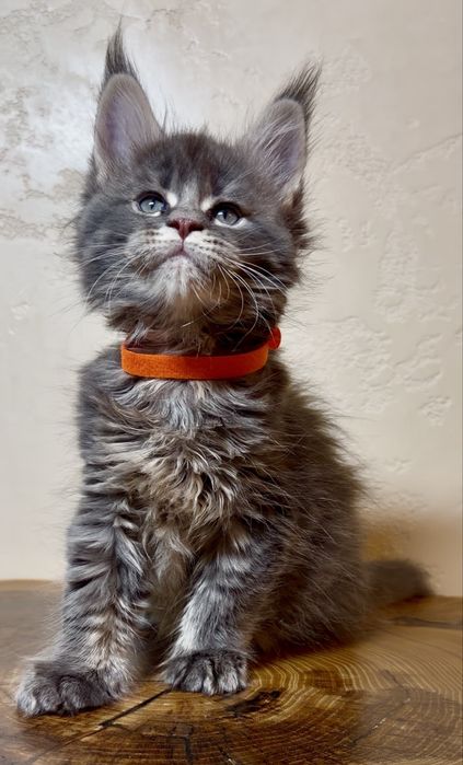 Мейнкун шоу класса