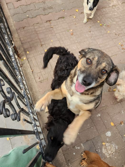 Kochana Lola o ogromnym serduszku.