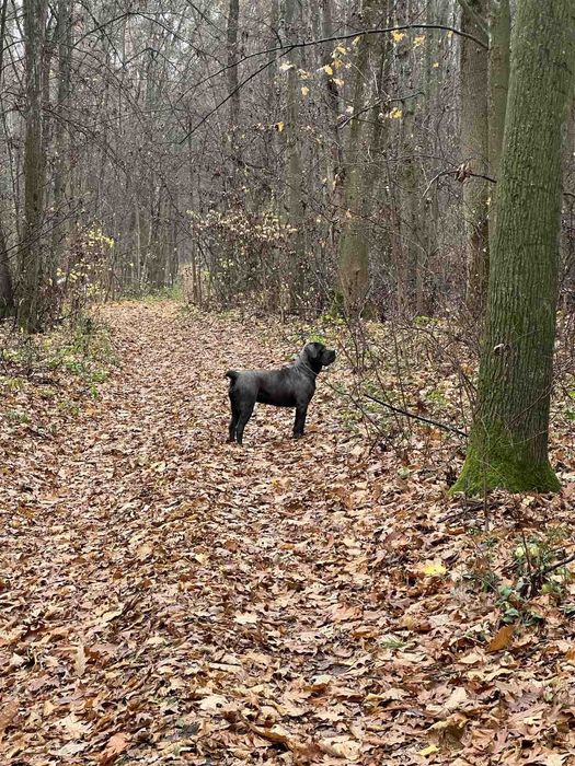 Кане-корсо, цуценята