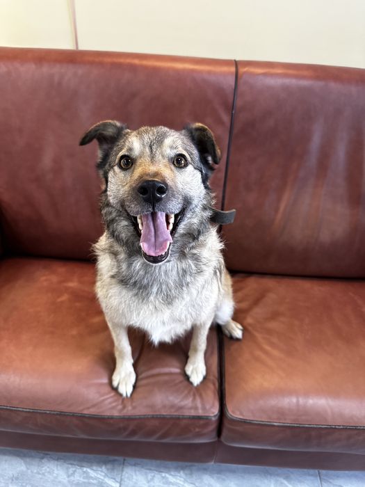 Бруня шукає дім, стерилізована