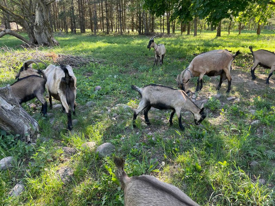Sprzedam kózki i koziołki