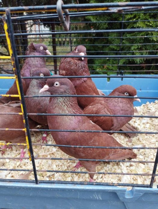 Gołębie,pawik,garłacz