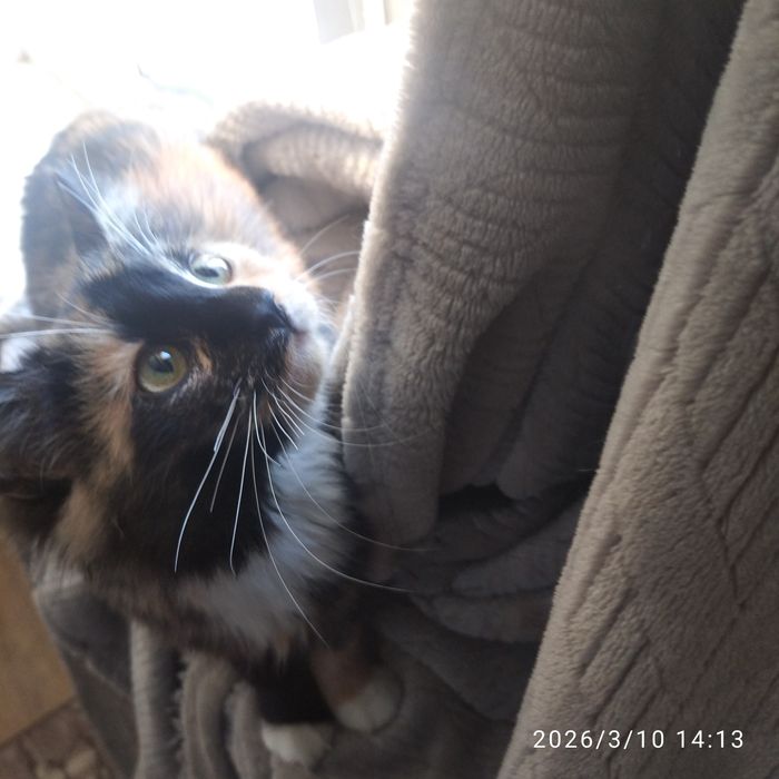 Отдам кошечку 5месяцев красуню