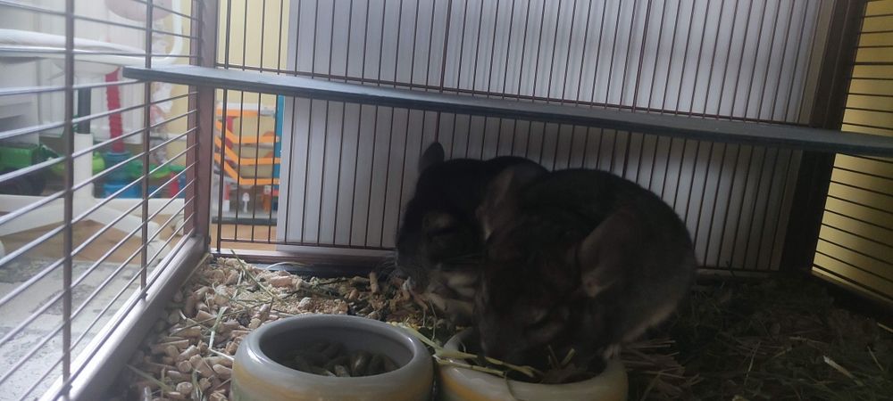 Oddam dwa szynszyle płci męskiej