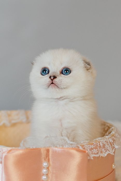 Шотландские котята