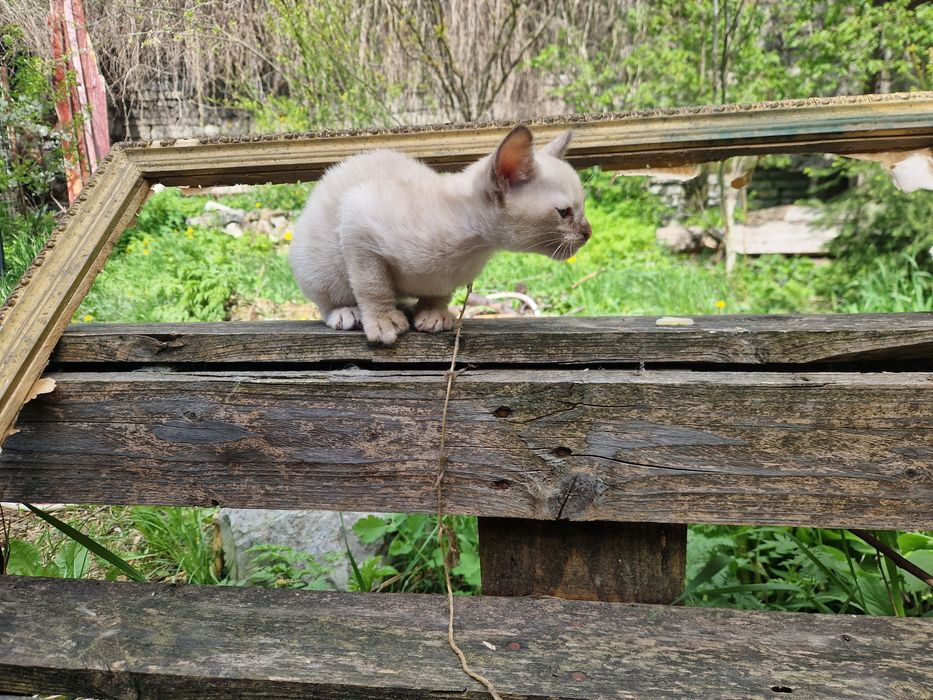 БУРМА  2,5 місяці.