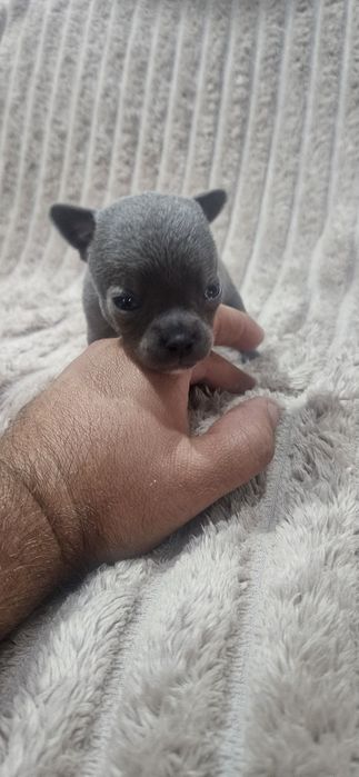 Chihuahua śliczny niebieski piesek