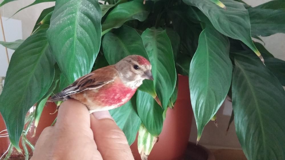 Pintassilgos, pintarroxos, lugres, faço envio