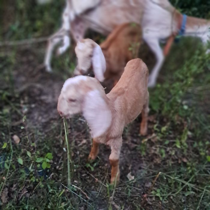 Cabras.Vendo cabrito de raca anglonubiana