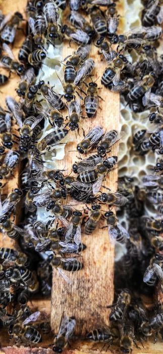 Натуральний гірський мед