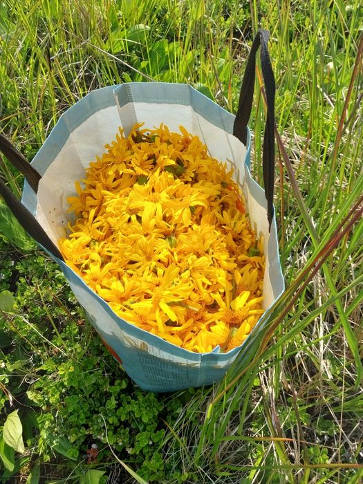Арніка гірська .