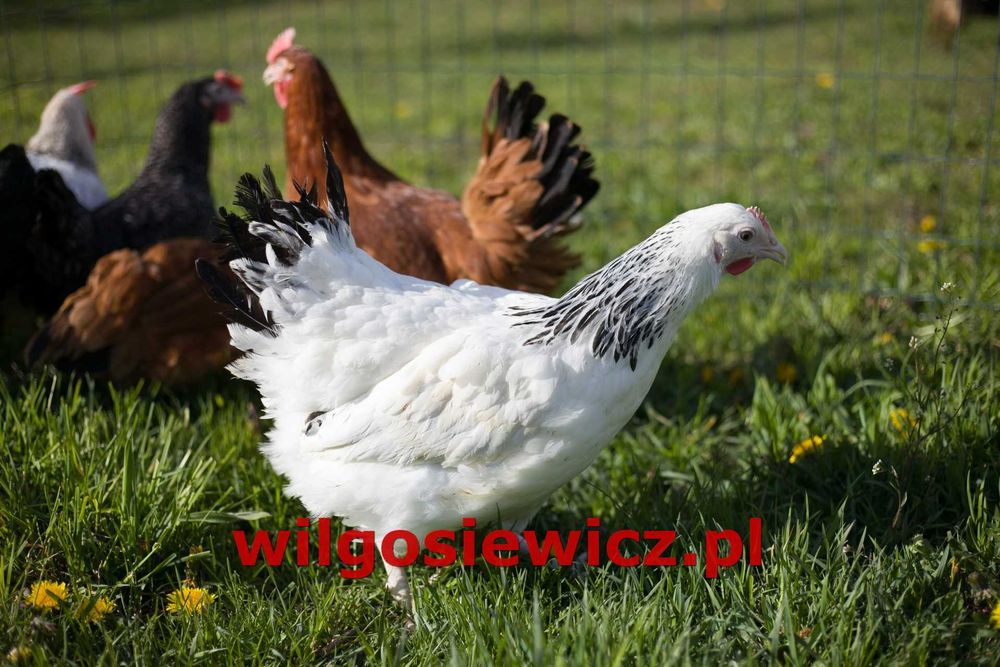 Kury kokoszki nioski Rosa na wybieg dowóz Gratis