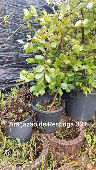 Araçazão de Restinga