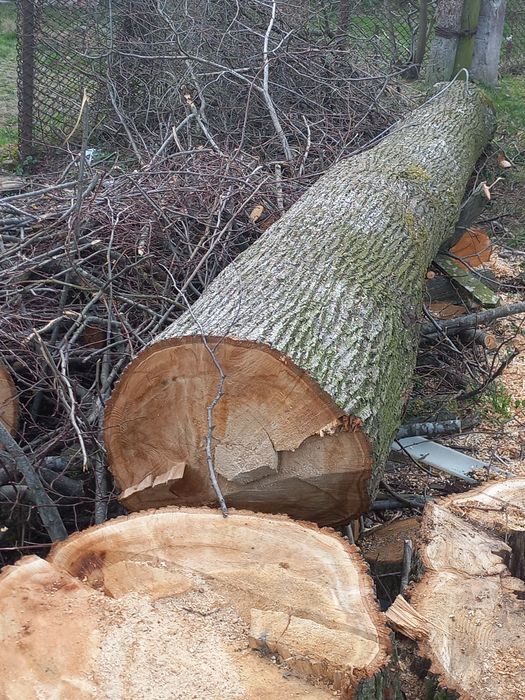 Стовбури  липи та ясеня.