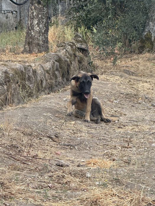Cadela meia pastor belga malinois e serra de estrela