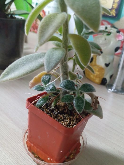 Каланхое войлочное