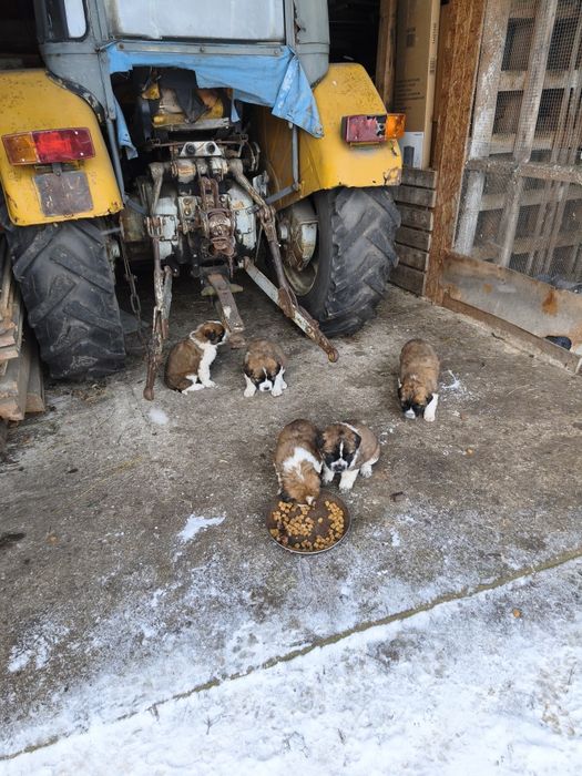 Bernardyn szczeniaki