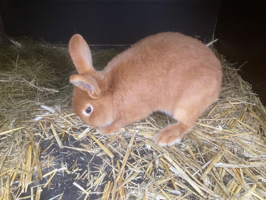 Królik Król Nowozeleancki  Samiec