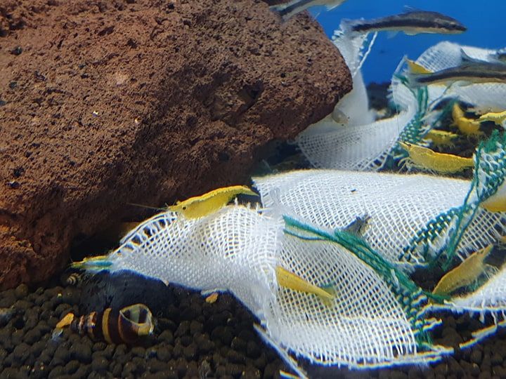 Krewetka Neocaridina Yellow z pasem