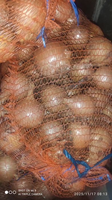 Cebula żółta 10 kg -12 zł