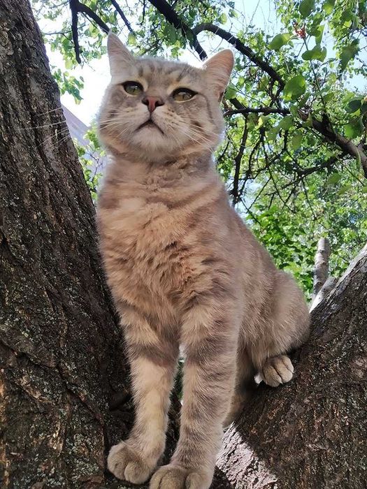 Котик  серый  с полосками а-ля вискас  3,5 года ветпаспорт прививки