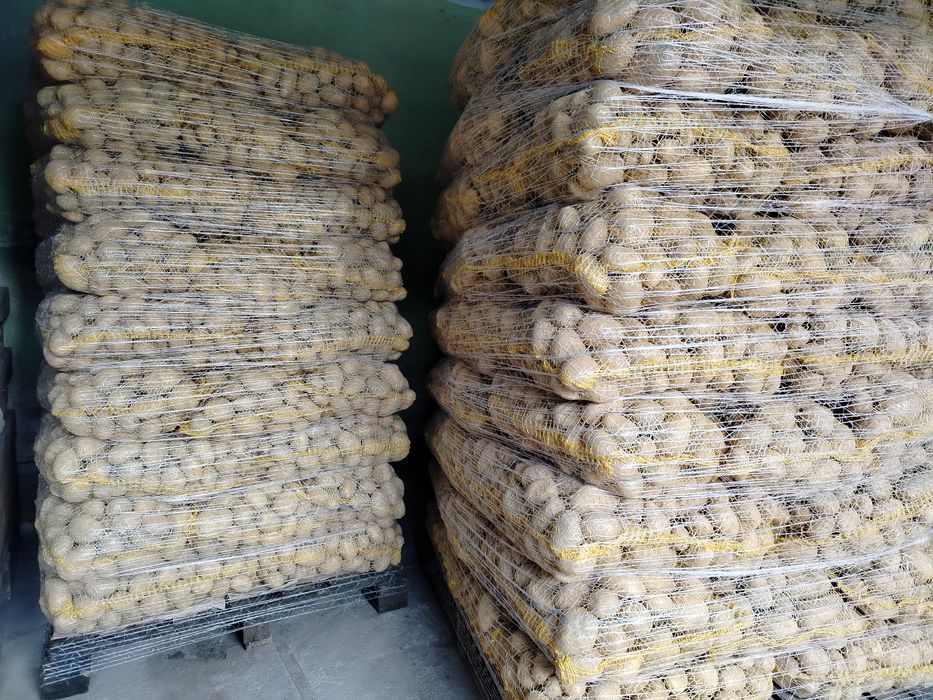 Ziemniaki odmiana soraya