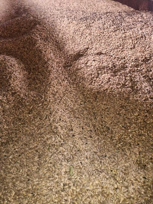 Sprzedam pszenicę orkiszowa