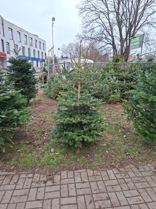 Choinki Świateczne z dowozem