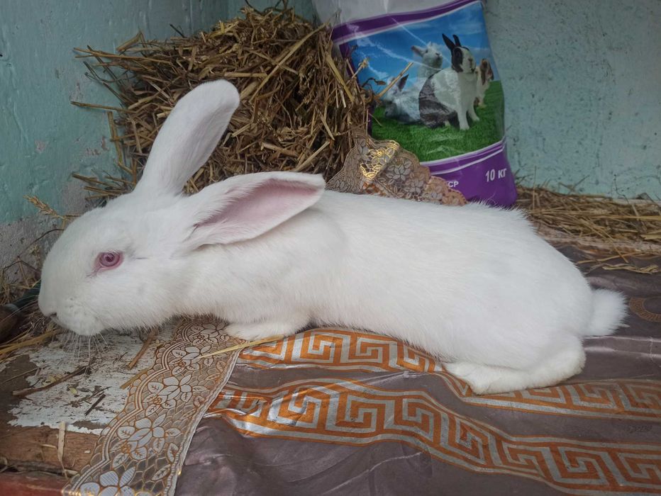 Кролі Панон,молодняк і дорослі